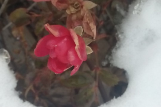 Bild Röschen im Schnee.jpg